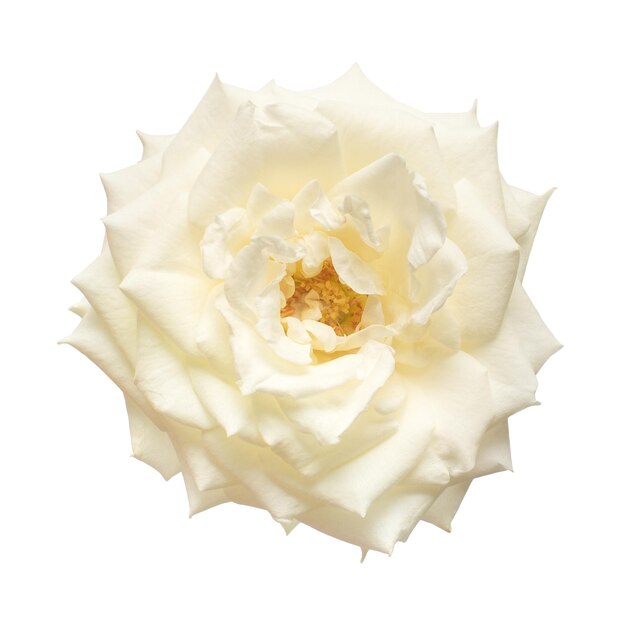 Elegante flor de rosa branca isolada no fundo branco Noiva de cartão de casamento Saudação verão Primavera Flat lay top view Amo o dia dos namorados