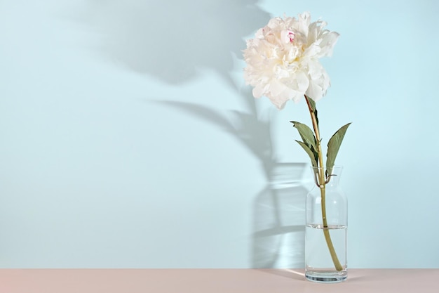 Elegante flor de peonía blanca sobre fondo de pared de mesa azul sombras de moda