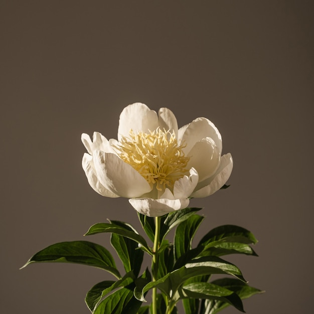 Elegante flor de peonía blanca en la sombra de la luz del sol sobre fondo oscuro Composición de flores de lujo bohemio estético