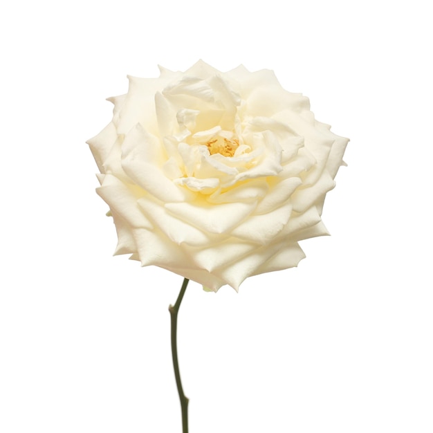 Foto elegante flor rosa blanca aislada sobre fondo blanco tarjeta de boda novia saludo verano primavera vista plana superior amor día de san valentín