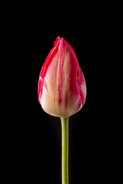 Elegante flor de tulipán rojo sobre un fondo oscuro