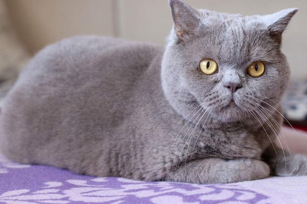 Elegante gato de pelo curto britânico sentado em uma cama e olhando ao redor