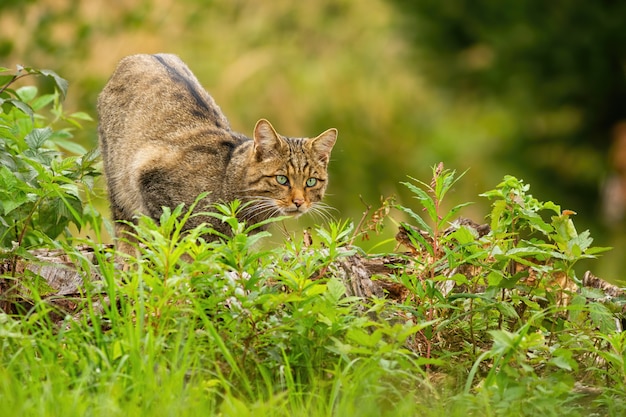 Elegante gato montés europeo, felis silvestris, cazando en verano escondido en la vegetación verde. Curioso cazador de mamíferos mirando intensamente. Concepto de persecución en el reino animal
