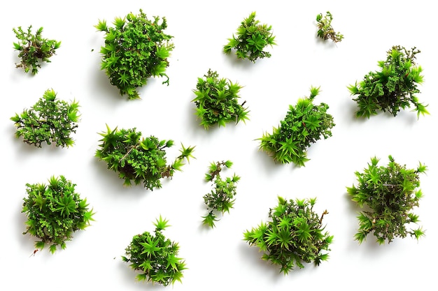 Elegante un grupo de pequeñas plantas de musgo esparcidas sobre un fondo blanco aisladas en el estilo de fil