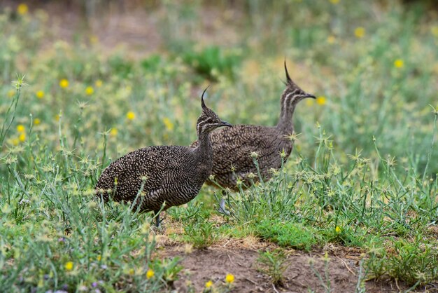 Elegante Hauben-Tinamou Eudromia elegans Pampas-Grasland-Umgebung La Pampa