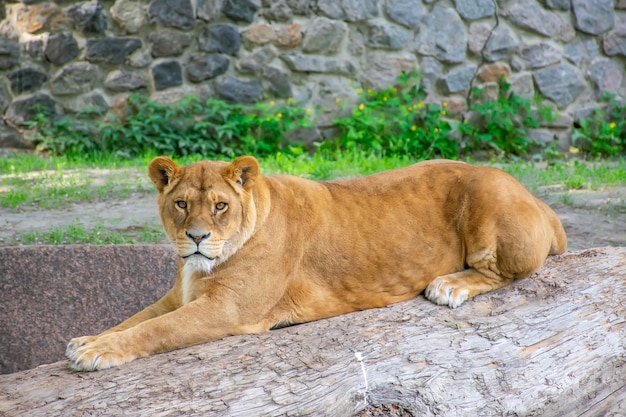 La elegante leona vive en un pintoresco zoológico.