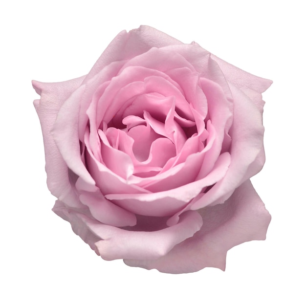 Elegante lila Rose isoliert auf weißem Hintergrund Schöne Kopf Blume Frühling Sommer Gartendekoration Landschaftsbau Floral floristische Anordnung