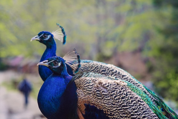 Elegante pájaro azul y verde pavo real en el fondo de la naturaleza