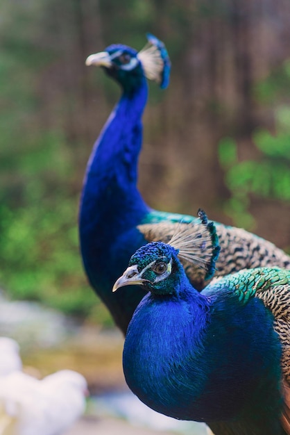 Elegante pájaro azul y verde pavo real en el fondo de la naturaleza