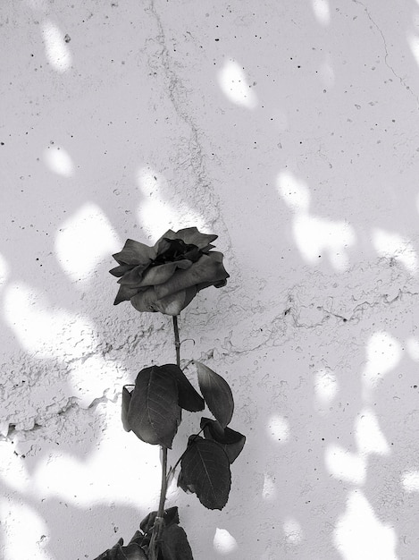 Elegante papel pintado natural Rosas y sombras de luz solar Estética minimalista