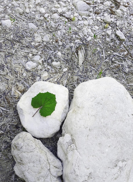 Elegante papel tapiz bio ecológico. Piedras blancas y hoja. Salvar el concepto de planeta