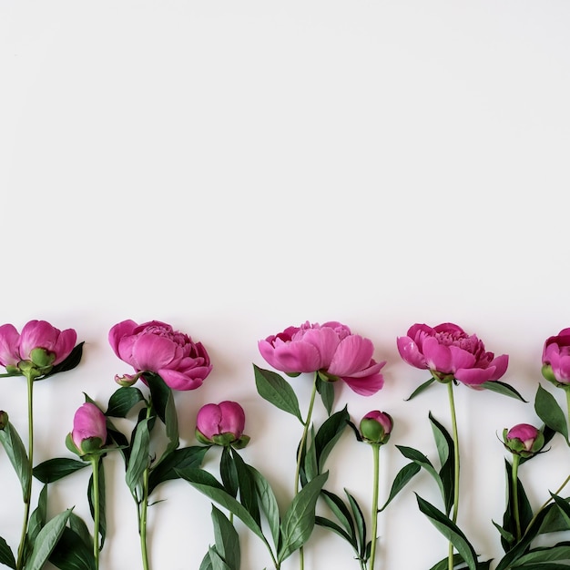 Elegante patrón de flores de peonía rosa sobre fondo blanco con espacio de copia