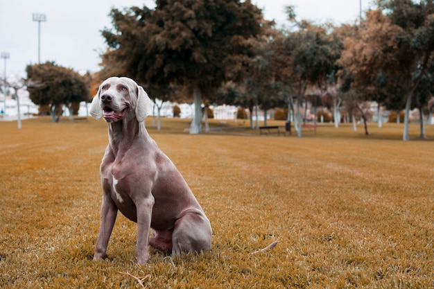 Foto un elegante perro de raza weimaraner, sentado en un paisaje otoñal.