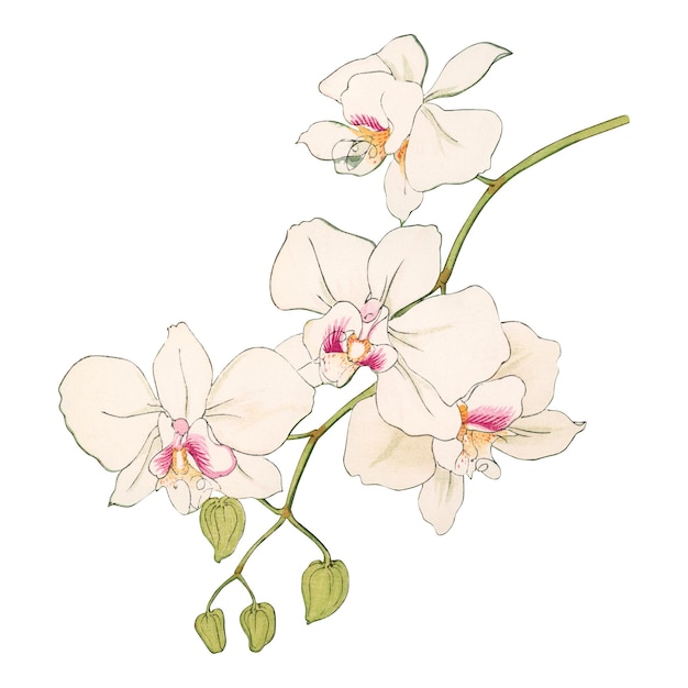 Elegante pintura de orquídeas blancas