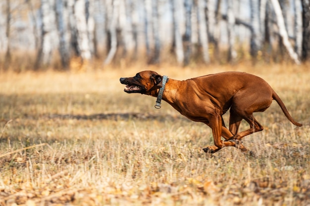 Un elegante retrato de un perro en movimiento. Un perro de caza conduce un juego. Hermoso retrato de un Ridgeback de Rodesia