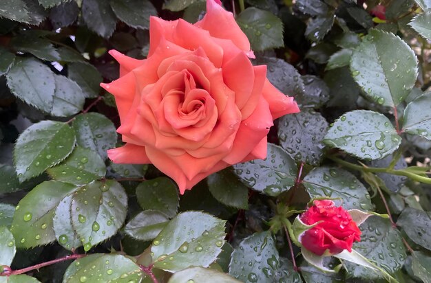 Elegante rosa vermelha em plena floração capturando a beleza atemporal da natureza