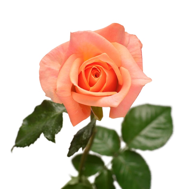 Elegante Rose isoliert auf weißem Hintergrund Schöne Kopf Blume Frühling Sommer Osterferien Gartendekoration Landschaftsbau Floral floristische Anordnung