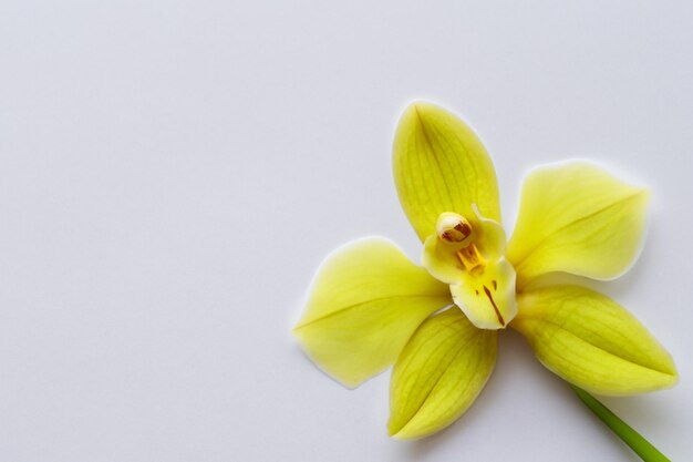 Elegante Schönheits-Gelb-Orchidee auf leerem Papier