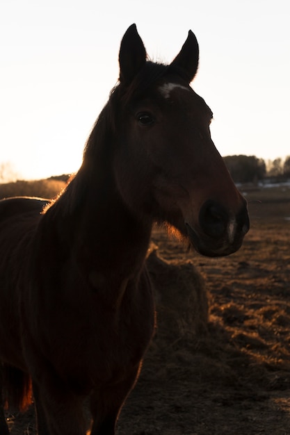 Foto elegante silueta de caballo contra el cielo del amanecer
