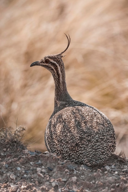 Elegante tinamou com crista Eudromia elegans Pampas ambiente de pastagem La Pampa província Patagônia Argentina