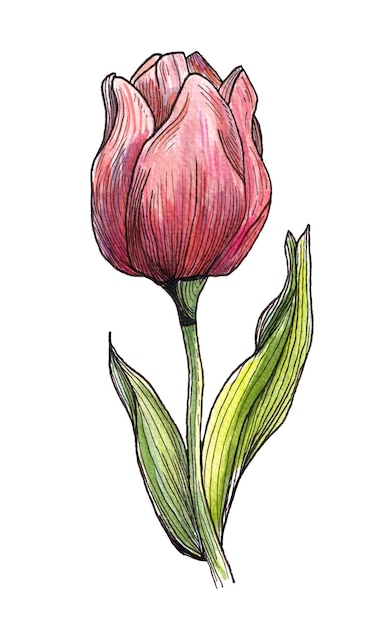 Elegante tulipán rojo con hojas de rayas verdes dibujo en acuarela una ilustración botánica perfecta para temas de primavera aislados en blanco