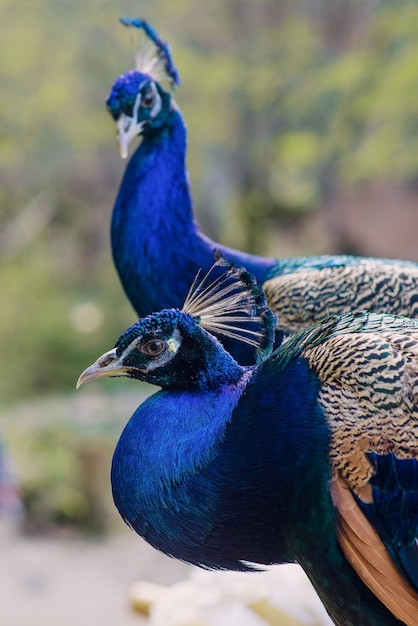 Eleganter blauer und grüner Vogelpfau auf dem Naturhintergrund