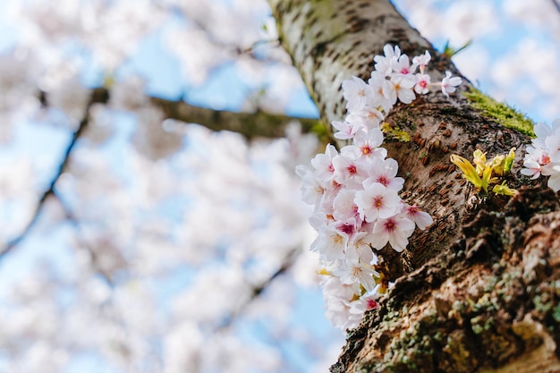 Eleganter Frühlingsblumenhintergrund Blühende weiße Sakura-Blumen Kirschblütenzweige gegen den blauen Himmel Nahaufnahme Kirschblütenfest Nahaufnahme blühender Kirschblumen Ästhetische Weichheit