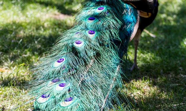 Eleganter majestätischer schöner Pfau mit bunten Federn