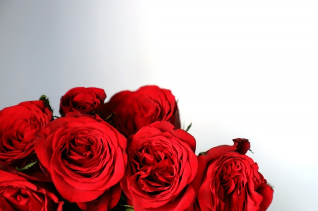 Eleganter roter Rosen-Mehrzweckblumenhintergrund