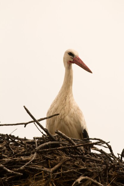 Eleganter Storch mit seinem Nest