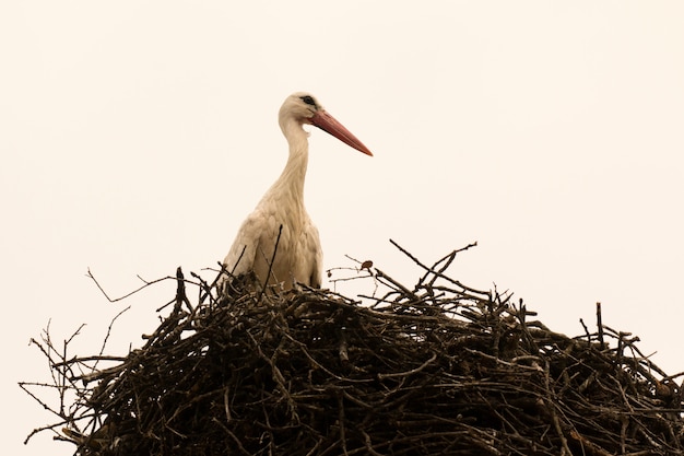 Eleganter Storch mit seinem Nest