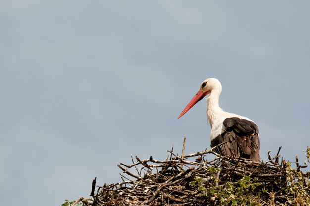 Eleganter Storch mit seinem Nest