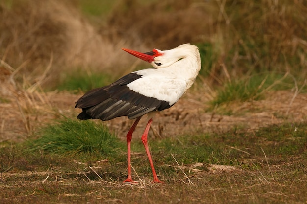 Eleganter weißer Storch