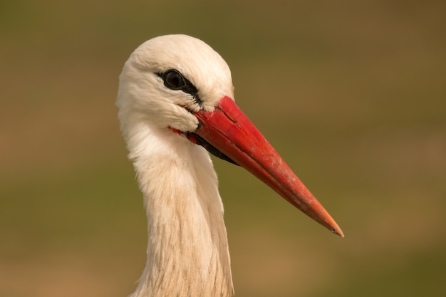 Eleganter weißer Storch