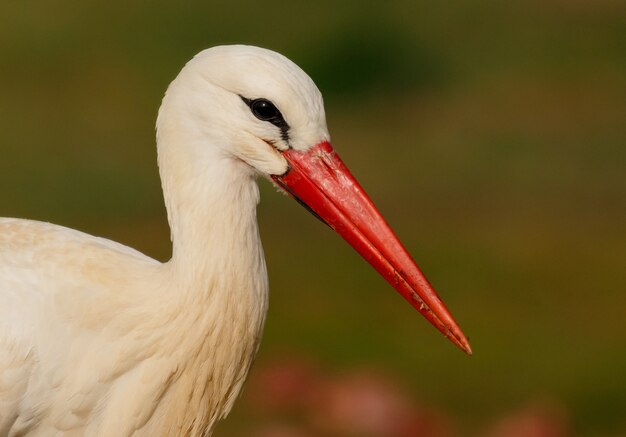 Eleganter weißer Storch