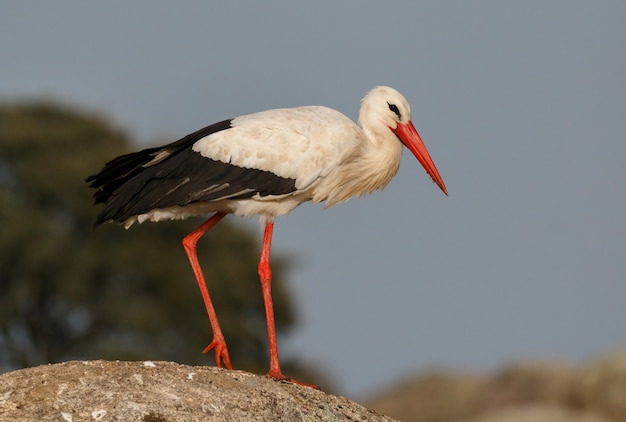 Eleganter weißer Storch