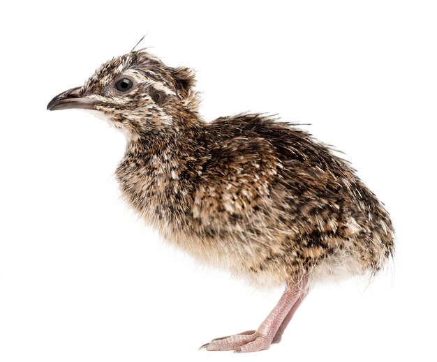 Elegantes Crested Tinamou Küken, Eudromia elegans, 1 Tag alt, auch bekannt als Martineta Tinamou vor weißem Hintergrund