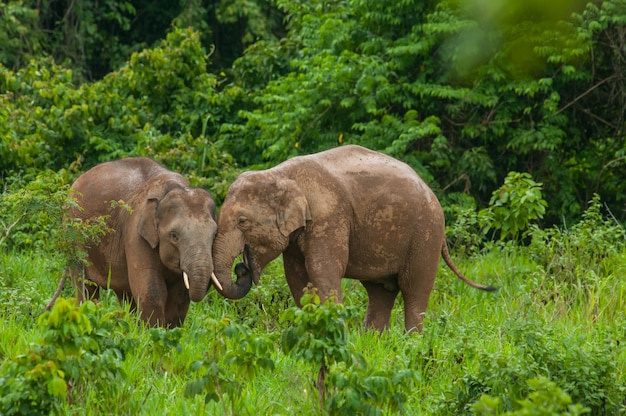 Elegantes elefantes salvajes en el bosque