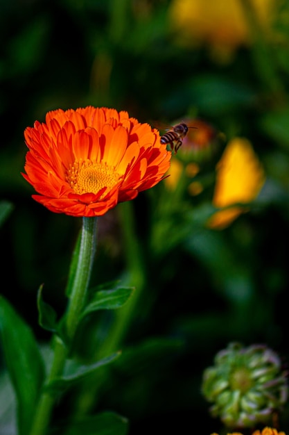 Elegantes flores de crisantemo naranja de cerca Hay una abeja de miel en flores de crisantemo naranja con un fondo verde profundo aislado