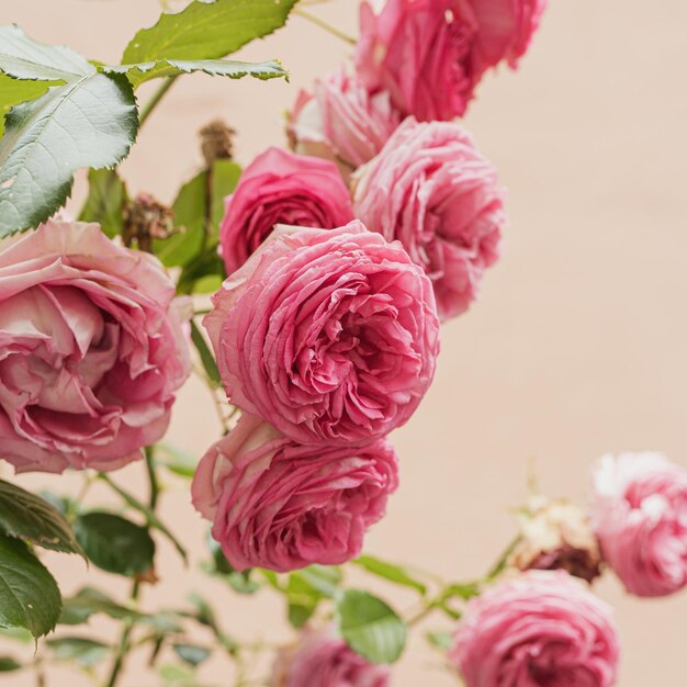 Elegantes flores de rosa estéticas en un fondo beige neutro