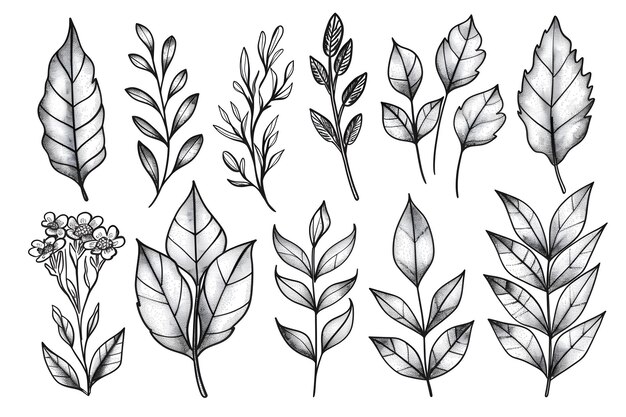Elegantes ilustraciones botánicas dibujadas a mano de varias hojas y flores