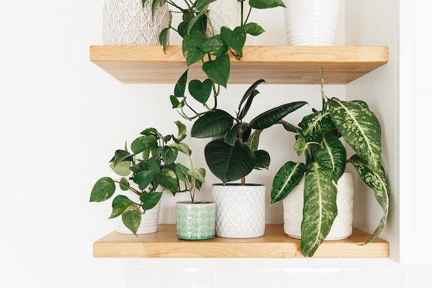 Elegantes plantas de interior verdes en estantes de madera Decoración moderna de la habitación