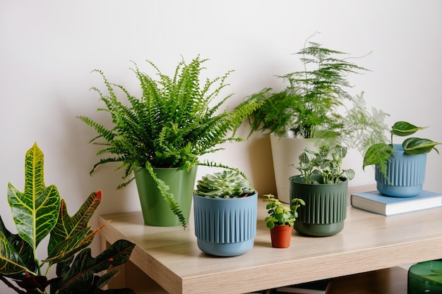 Elegantes plantas verdes del interior del jardín de la casa en la sala de estar con paredes de fondo blanco Interior moderno del jardín de la casa Concepto de jardinería doméstica