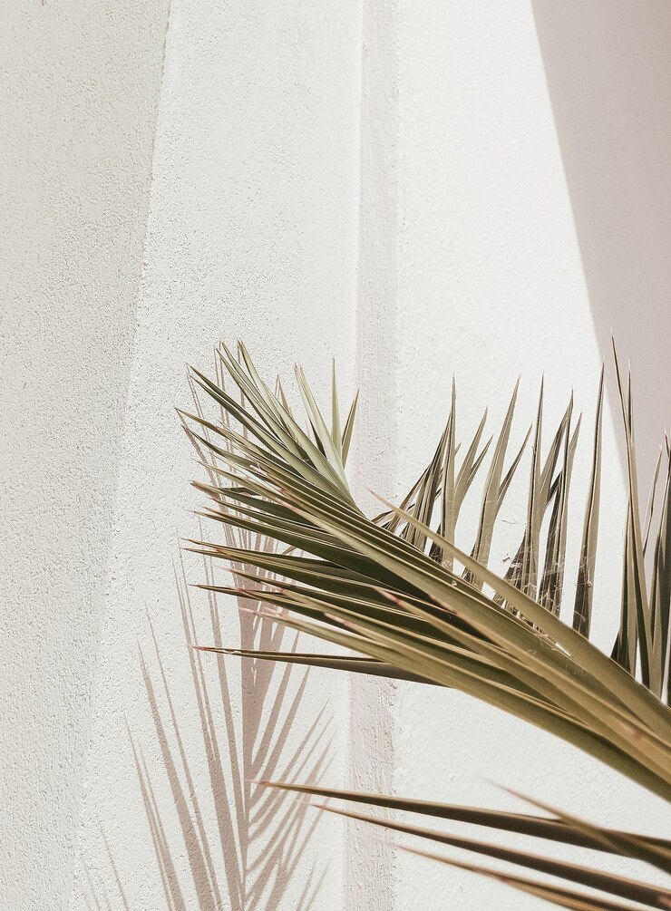 Elegantes sombras de palmeras luz del sol en la pared blanca Fondo de naturaleza estética mínima