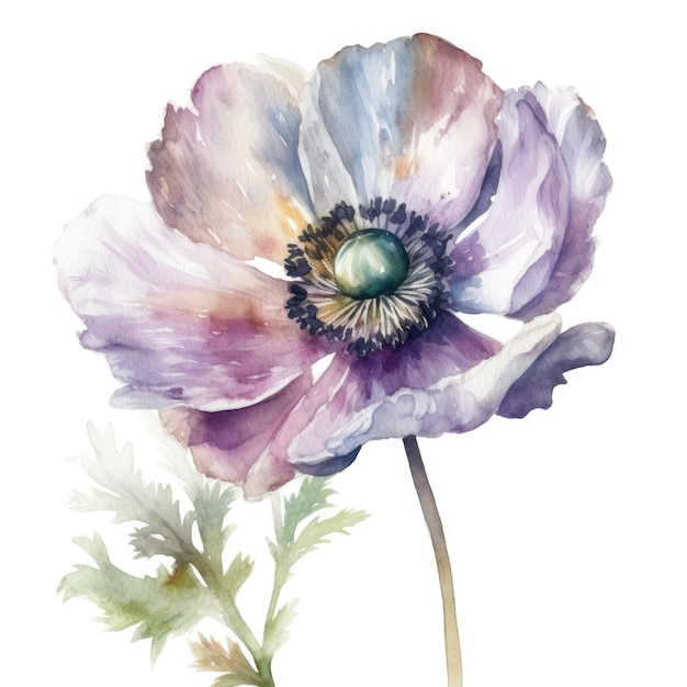 Elegantes weißes Anemonenblumen-Aquarell auf einem sauberen Hintergrund