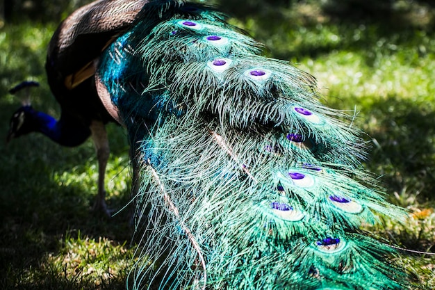 Eleganz, schöner Pfau mit bunten Federn