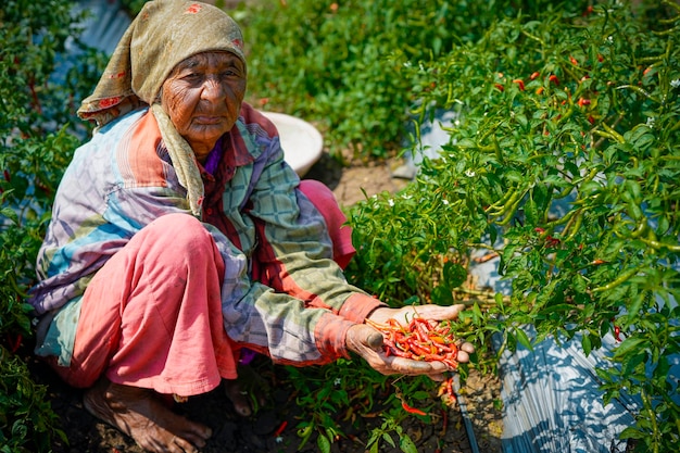 Elegir pimientos rojos o picantes frescos en el jardín natural y en la agricultura asiática