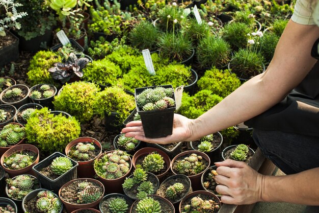 Elegir las suculentas en macetas para un jardín rocoso.