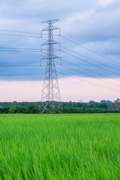 Elektrischer Sendeturm mit Reisfeld