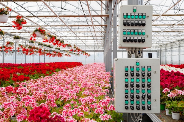 Elektrisches Bewässerungsbedienfeld in einem modernen Gewächshaus für den Blumenanbau